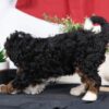 mini bernedoodle lancaster