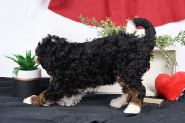 mini bernedoodle lancaster