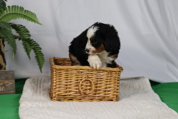 standard bernedoodle