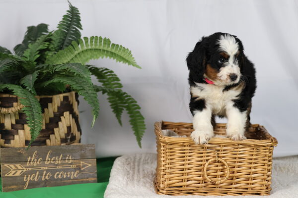 tri color bernedoodle