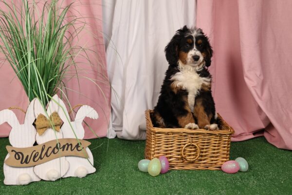 tri color bernedoodle puppy