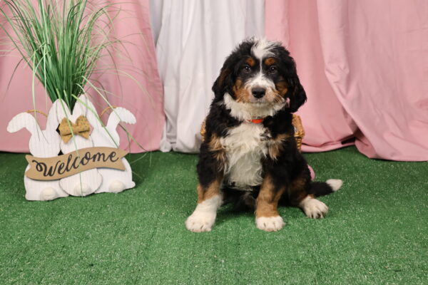 Bernedoodle puppy near me