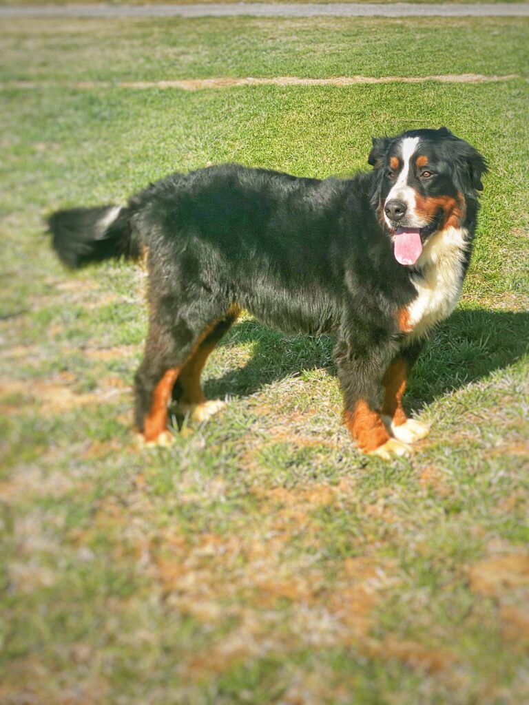 Trixie