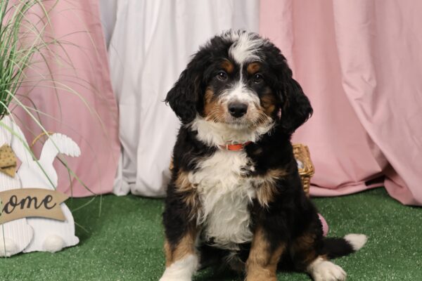 bernedoodle