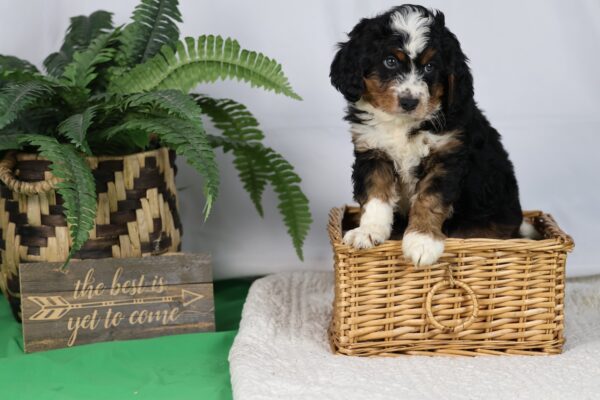bernedoodle breeders pa