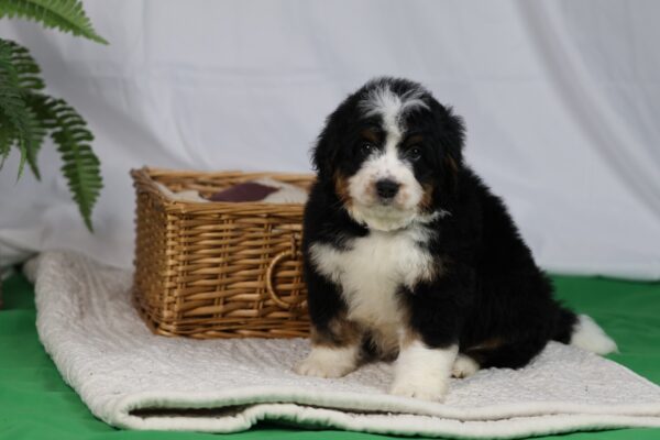 bernedoodle breeders pa