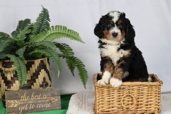 bernedoodle f2