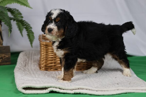 bernedoodle for sale