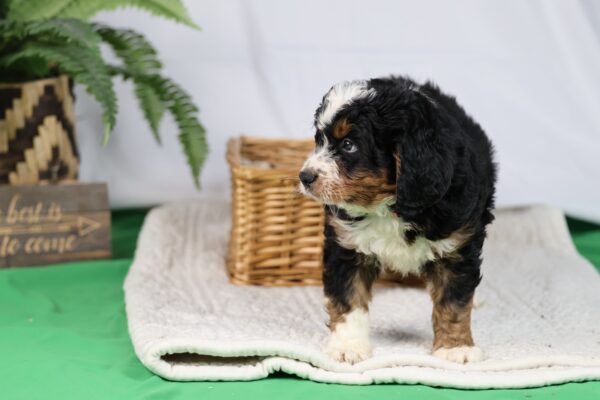bernedoodle for sale in pa