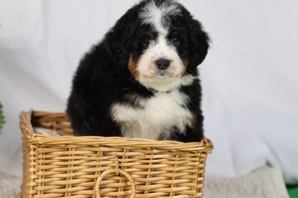 bernedoodle pennsylvania