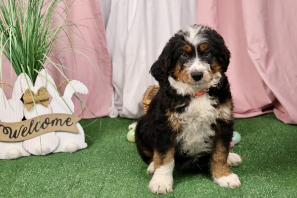 bernedoodle puppies