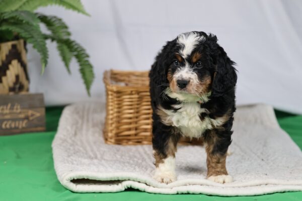 bernedoodle puppies for sale in pa