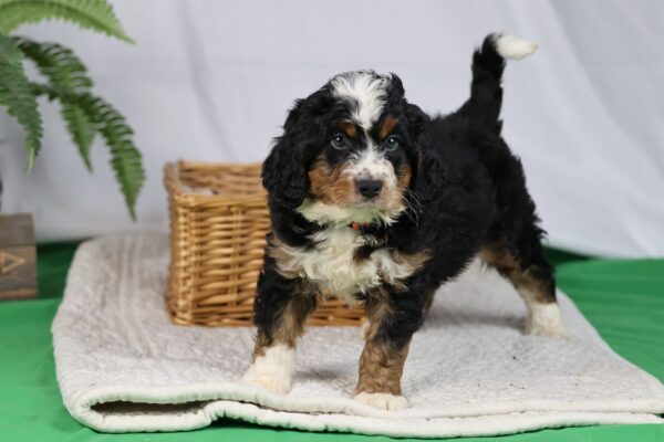 bernedoodles