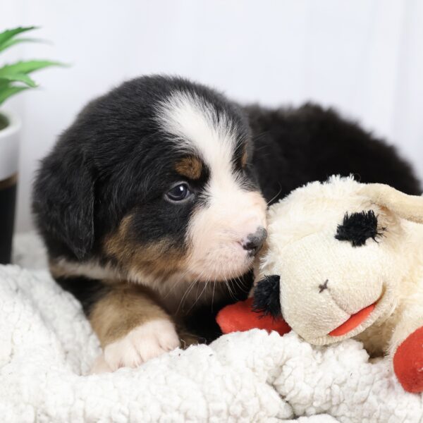 bernese mountain dog breeder