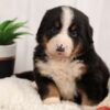 bernese mountain dog puppies