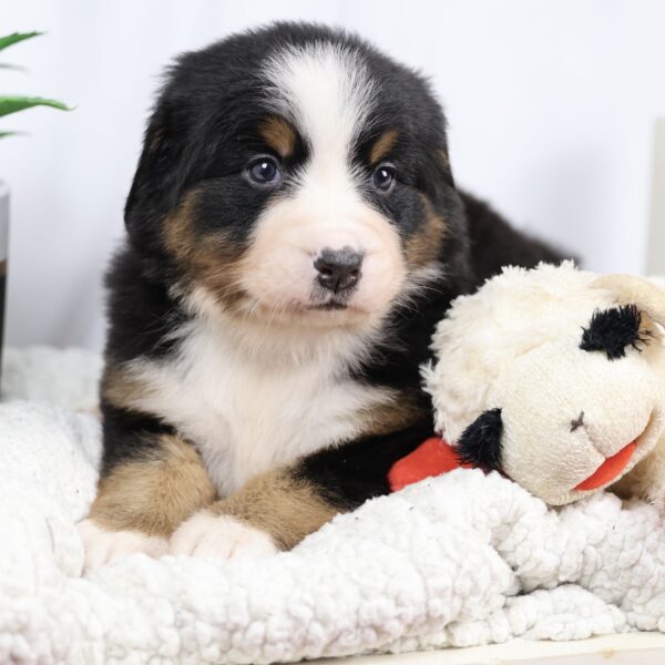 bernese mountain dog puppies
