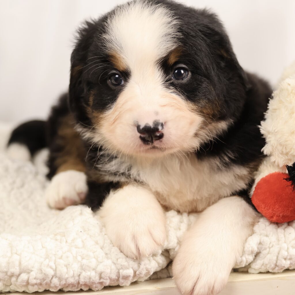 bernese mountain dog puppies for sale