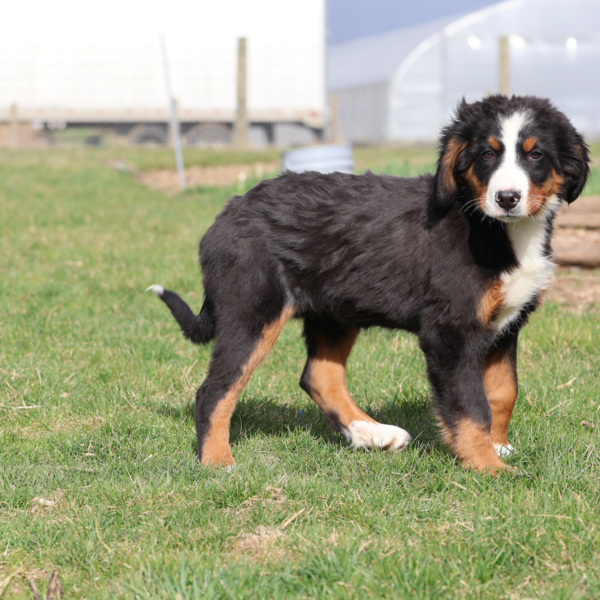 bernese mountain dog puppies for sale