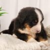 bernese mountain dog puppies for sale