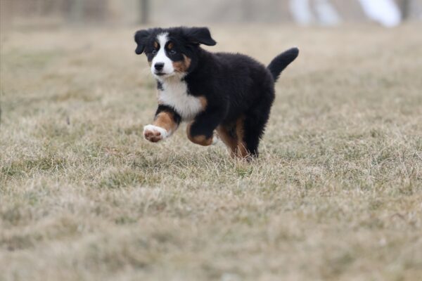 bernese mountain dog puppies for sale