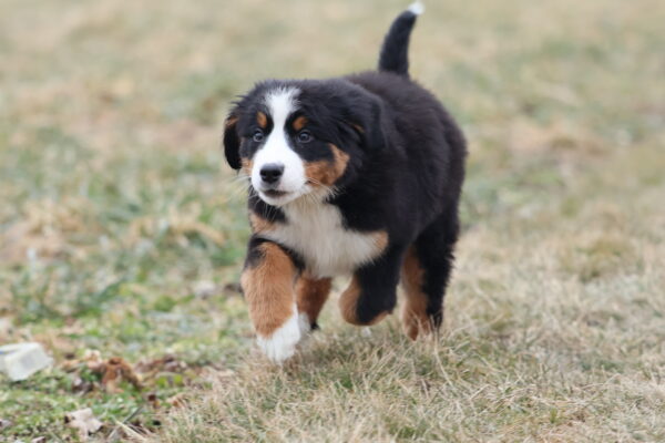 bernese mountain dog puppies for sale near me