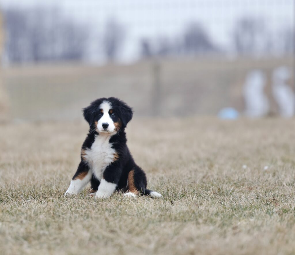 bernese mountain dog puppies for sale near me