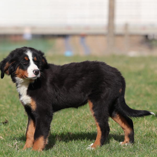 bernese mountain dog puppies for sale near me