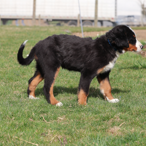 bernese mountain dog puppies near me
