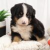 bernese mountain dog puppies near me