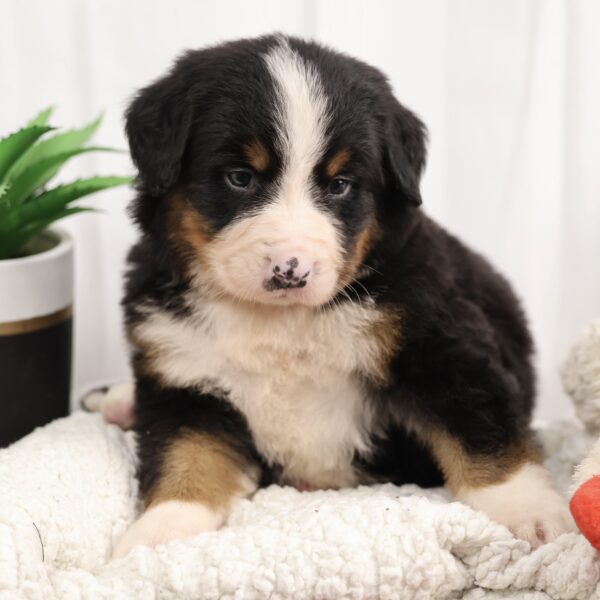 bernese mountain dog puppies near me
