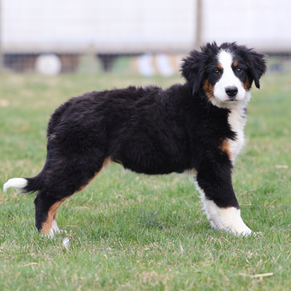 bernese mountain dog puppies near me