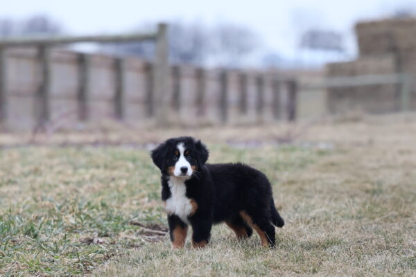 bernese mountain dog puppies pa
