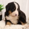 bernese mountain dog puppy