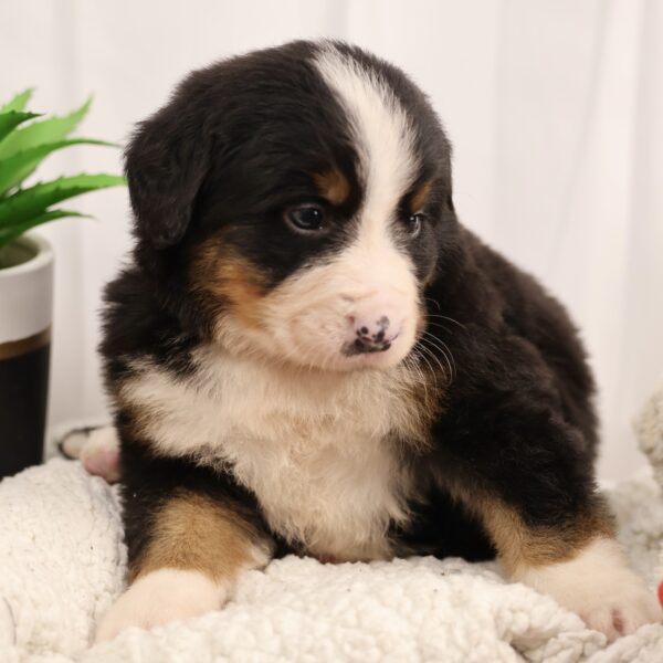 bernese mountain dog puppy