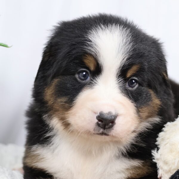 bernese mountain dog puppy