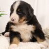 bernese mountain dog puppy breeders