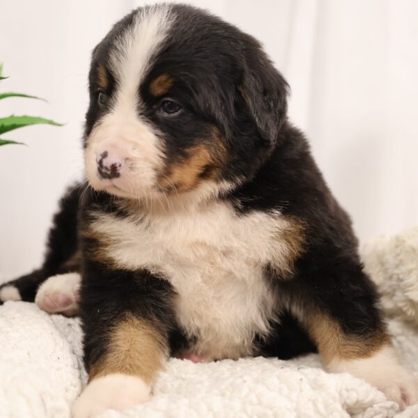 bernese mountain dog puppy breeders