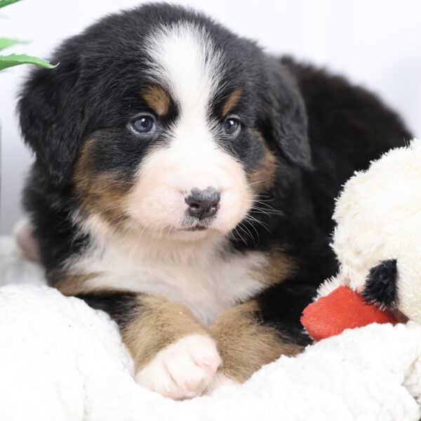bernese mountain dog puppy breeders