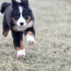 bernese mountain dog puppy for sale