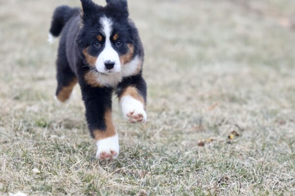 bernese mountain dog puppy for sale