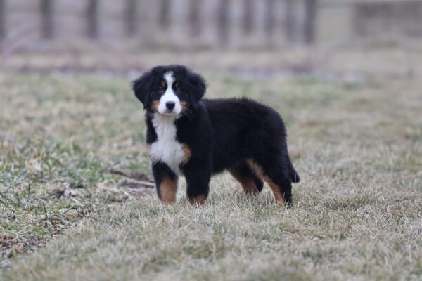 bernese mountain dog puppy for sale