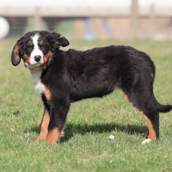bernese mountain dog puppy for sale