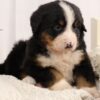 bernese mountain dog puppy for sale