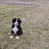 bernese mountain dog puppy for sale