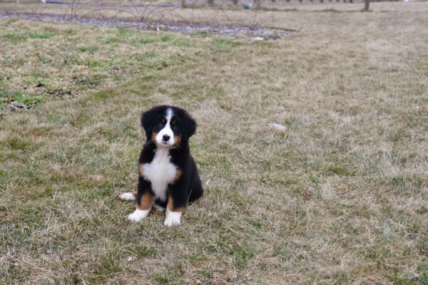bernese mountain dog puppy for sale