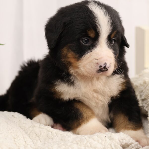 bernese mountain dog puppy for sale