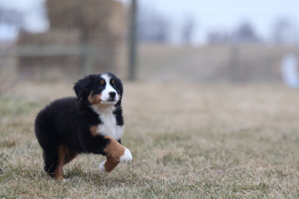 bernese mountain dog puppy names