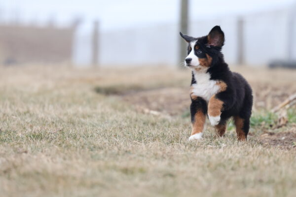 bernese mountain dog puppy near me