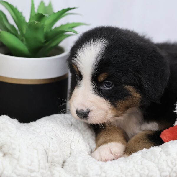 bernese mountain dog puppy photos