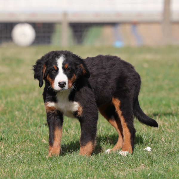bernese mountain dog puppy photos